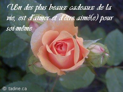 la rose