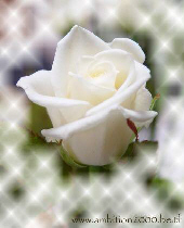 la plus belle rose