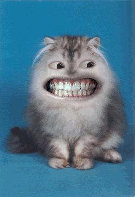 chat marent